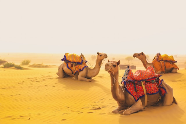 Jaisalmer Tour – Sand Dunes, Camel Safari, Desert Camp